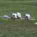Ph La Ragione, Pallone Serie D
